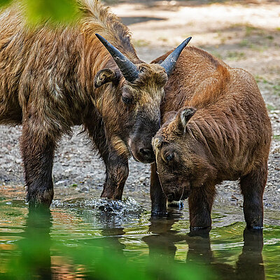 A mishmi and his offspring stand by a stream and cuddle together.