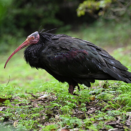 Ein Waldrapp in der Großvoliere in Hellabrunn.