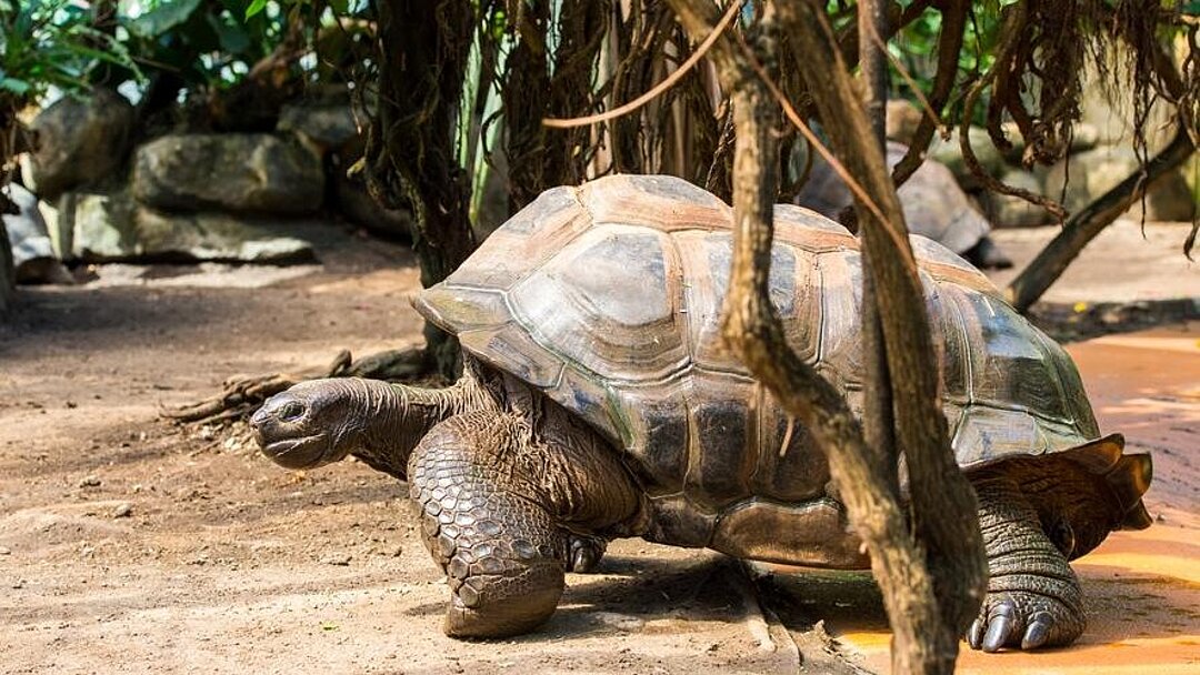 [Translate to English:] riesenschildkröte auf boden