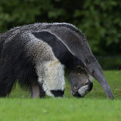 Ein Ameisenbär im Tierpark Hellabrunn.