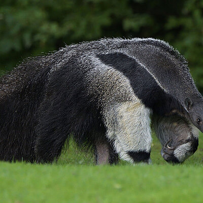 Ameisenbär Ein Ameisenbär läuft im Tierpark Hellabrunn über eine grüne Wiese.