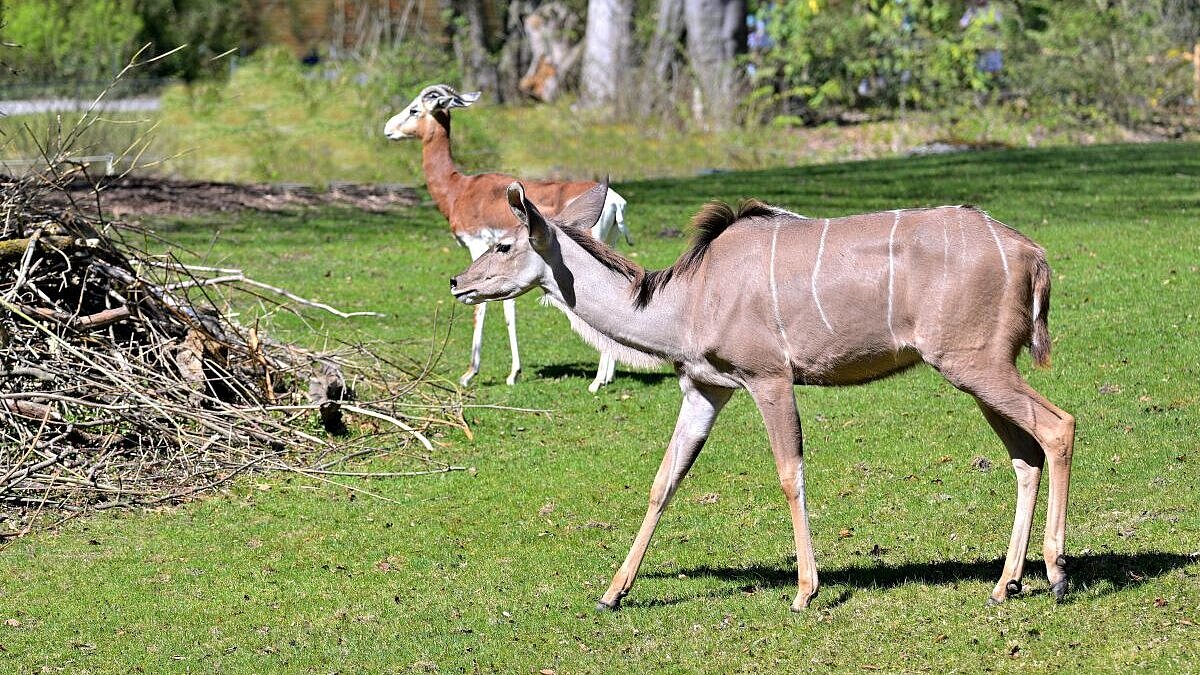 Großer Kudu und Mhorrgazelle auf der gemeinsamen Anlage
