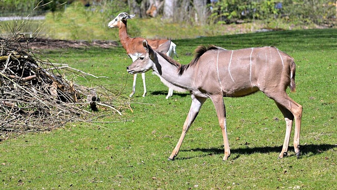 Großer Kudu und Mhorrgazelle zusammen auf einer Anlage