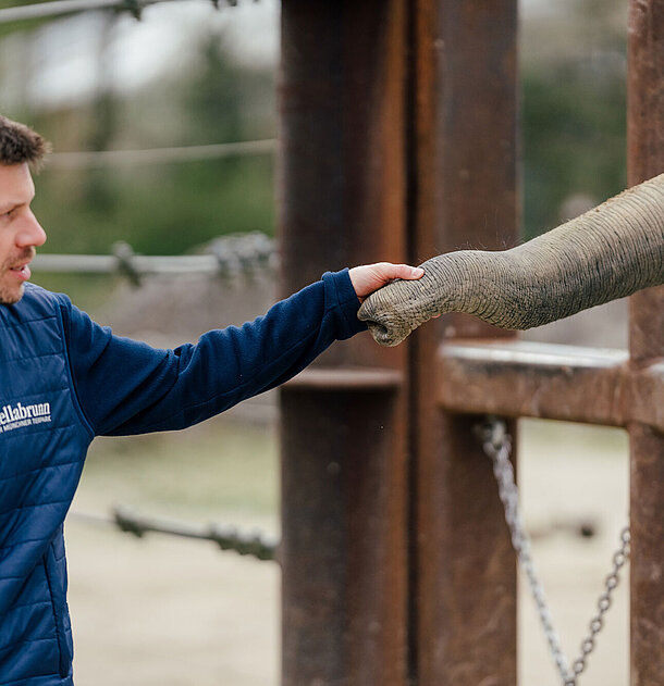 Elefant und Pfleger im Tierpark Hellabrunn 