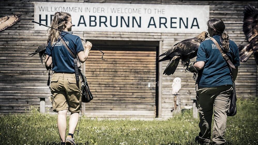 Greifvogel-Training im Tierpark Hellabrunn