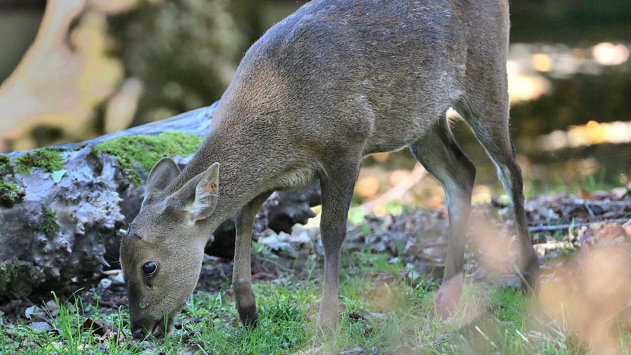 ein Schweinshirsch auf der Anlage im Tierpark Hellabrunn 