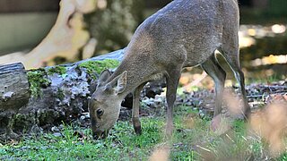 Schweinshirsch auf der Anlage im Tierpark Hellabrunn 