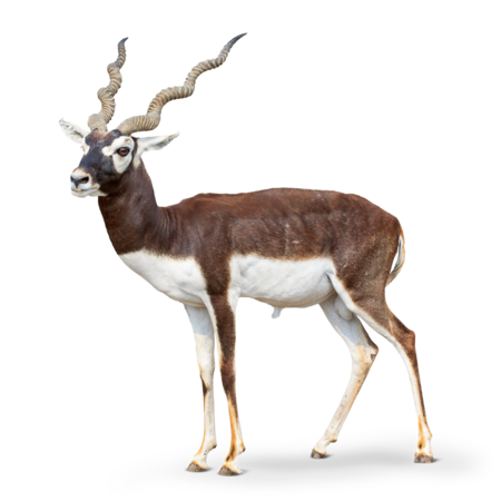 Das Bild zeigt eine Hirschziegenantilope im Profil. Sie hat zwei lange in sich gedrehte Hörner