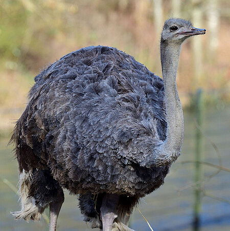 An ostrich in the Hellabrunn Zoo stands on a rock on its dock.