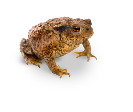 A common toad sitting on its hind legs.
