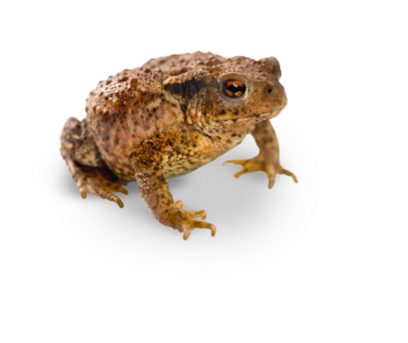 common toad A common toad sitting on its hind legs.