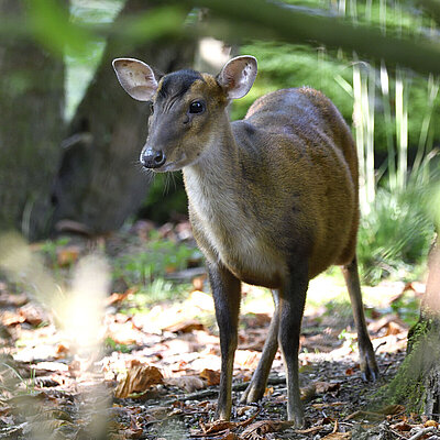 A muntjac stands in the shade of a tree and looks curiously ahead. 