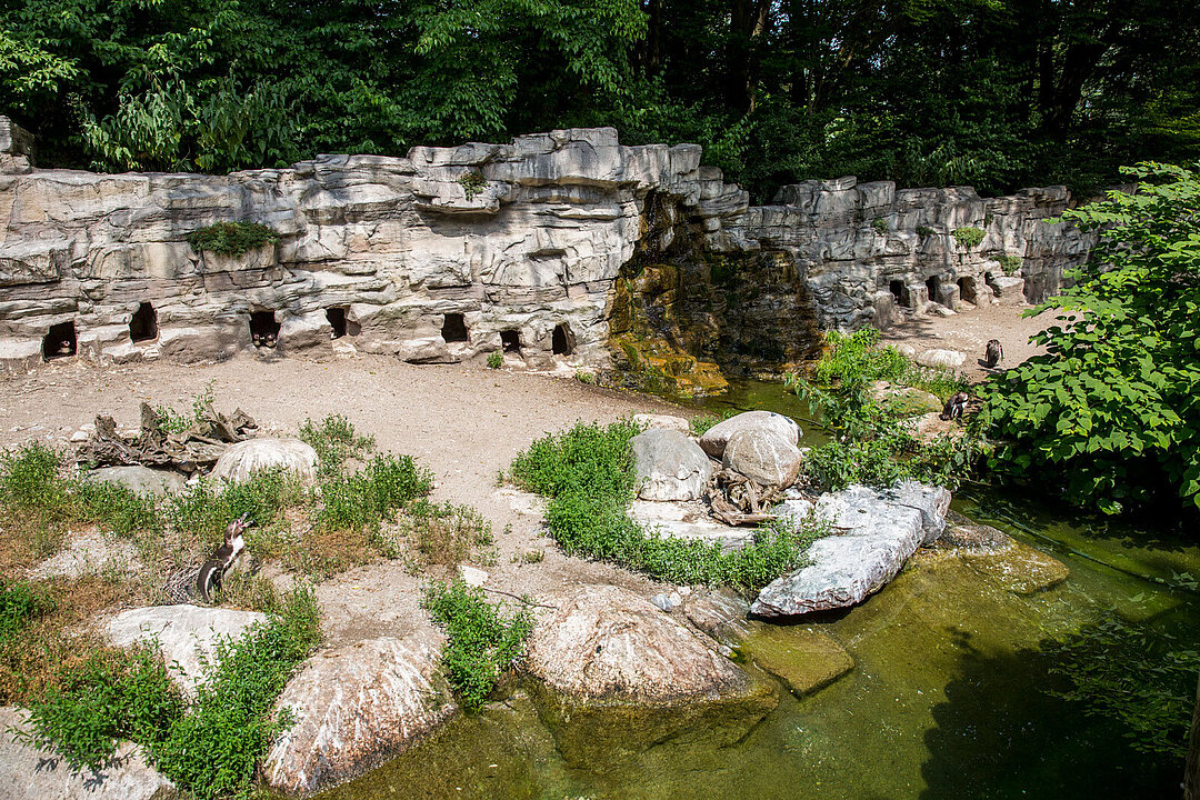 Die Anlage der Humboltpinguine bietet Platz, eine Felsenwand zum Brüten und ein Wasserbecken.