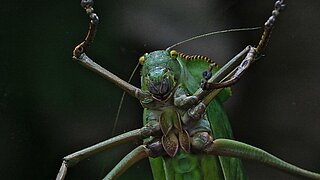 Grüne Heuschrecke sitzt im Terrarium in Hellabrunn 
