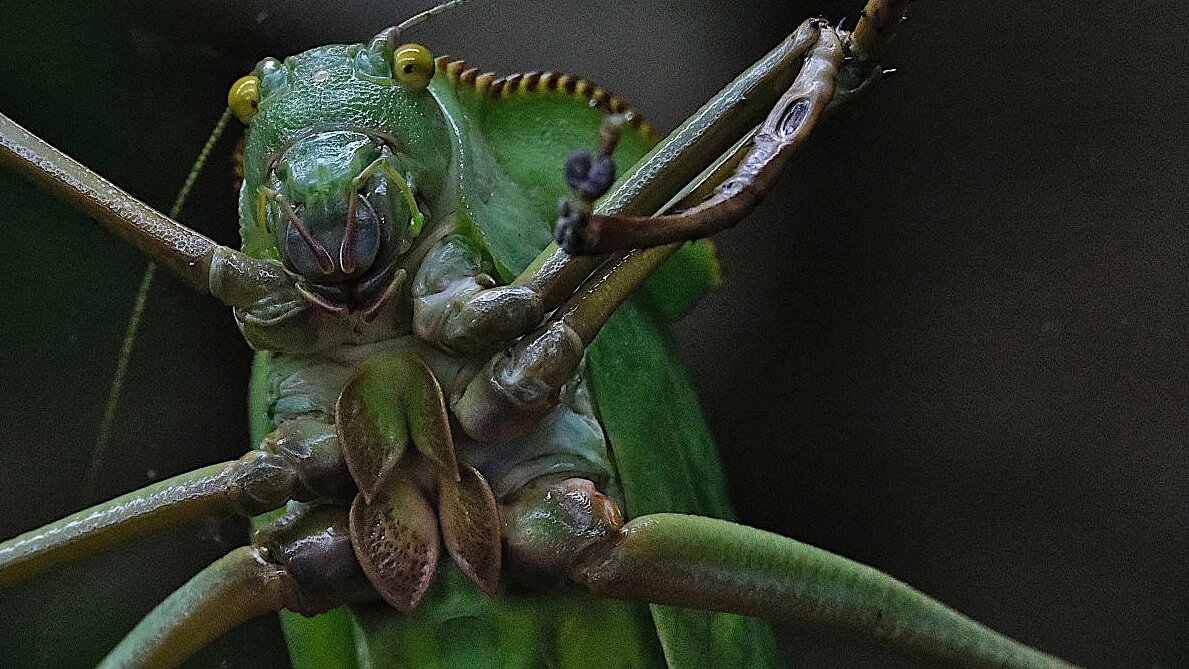 Grüne Heuschrecke sitzt gut sichtbar im Terrarium