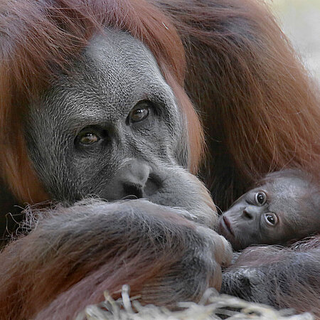 Ein Orang-Utan und ihr Nachwuchs, welches sie fürsorglich im Arm hält.