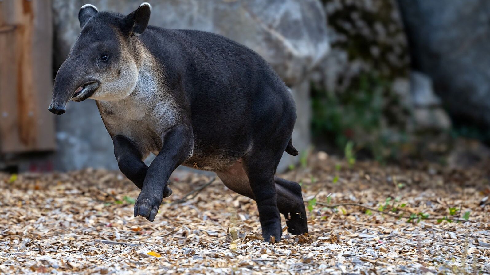 Mittelamerikanischer Tapir im Tierpark Hellabrunn 