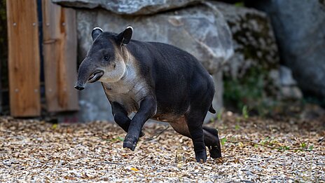 der Mittelamerikanische Tapir Matteo auf der Außenanlage im Tierpark Hellabrunn