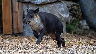der Mittelamerikanische Tapir Matteo auf der Außenanlage im Tierpark Hellabrunn