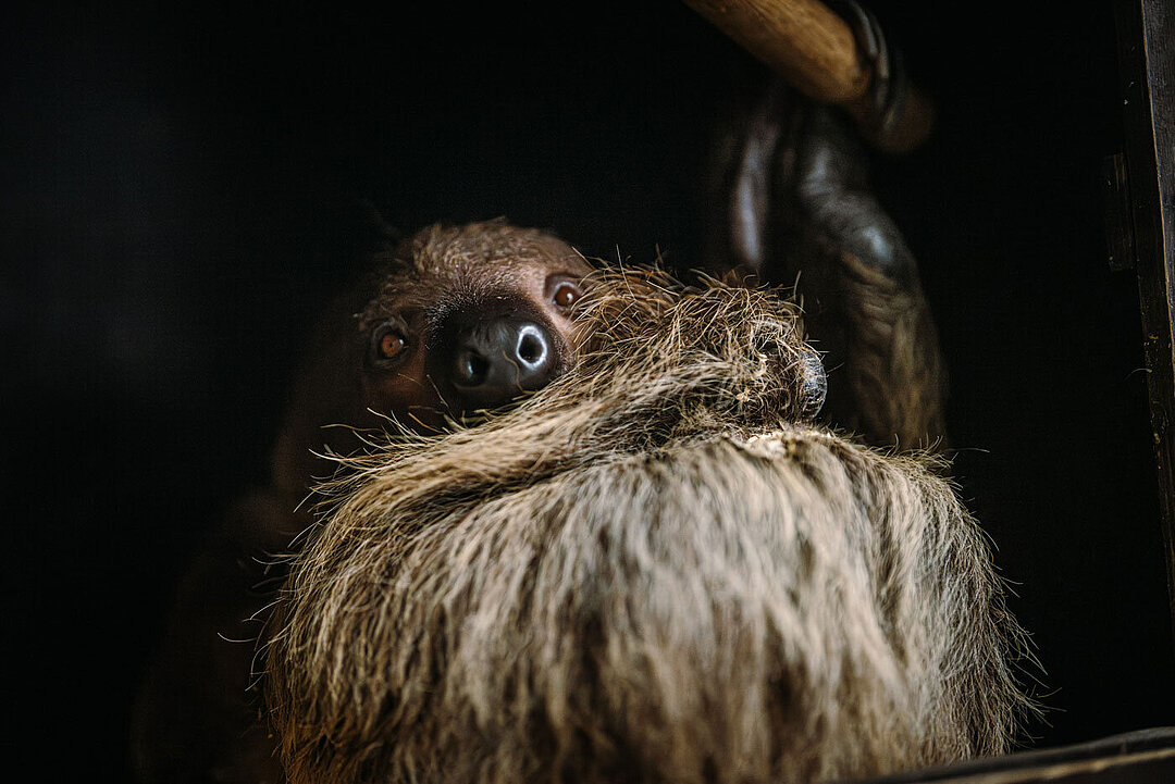 Ein Zwei-Finger Faultier im Tierpark Hellabrunn