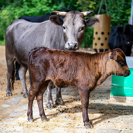 A Dahomey dwarf cow with her calf stand in front of the camera.