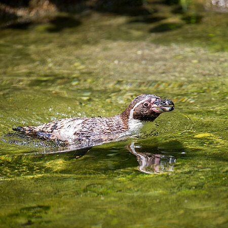 [Translate to English:] Ein Humboldtpinguin schwimmt im Wasser.