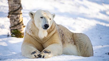 [Translate to English:] Weißer Eisbär liegend im Schnee
