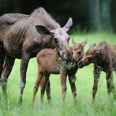 A cow moose and her two calves are standing in the tall grass, eating together on a leafy branch.