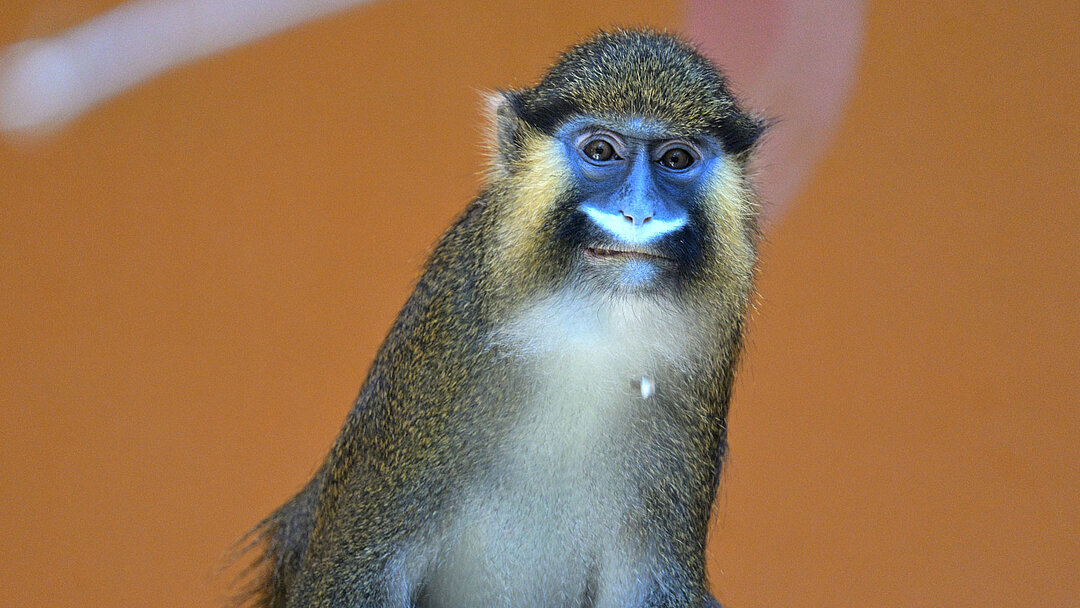 Eine Blaumaulmeerkatze