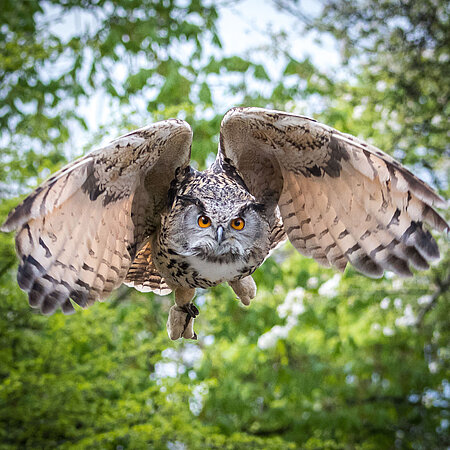 Ein europäischer Uhu im Flug mit ausgebreitetenen Flügeln.