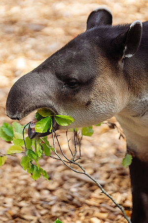 Tapir