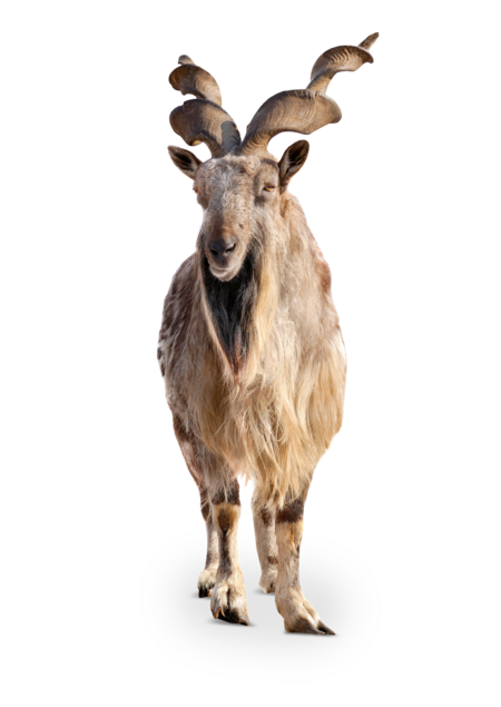 The picture shows a makhor looking head-on into the camera. It has two long, twisted horns and a goatee.
