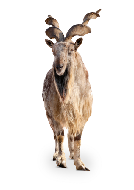 Das Bild zeigt ein Makhor das frontal in die Kamera blickt. Es hat zwei lange, in sich gedrehte Hörner und einen Ziegenbart.