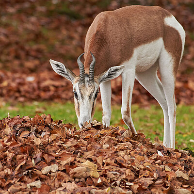 Eine Mhorgazelle steht hinter einem braunen Laubhafen und schnuppert darin.