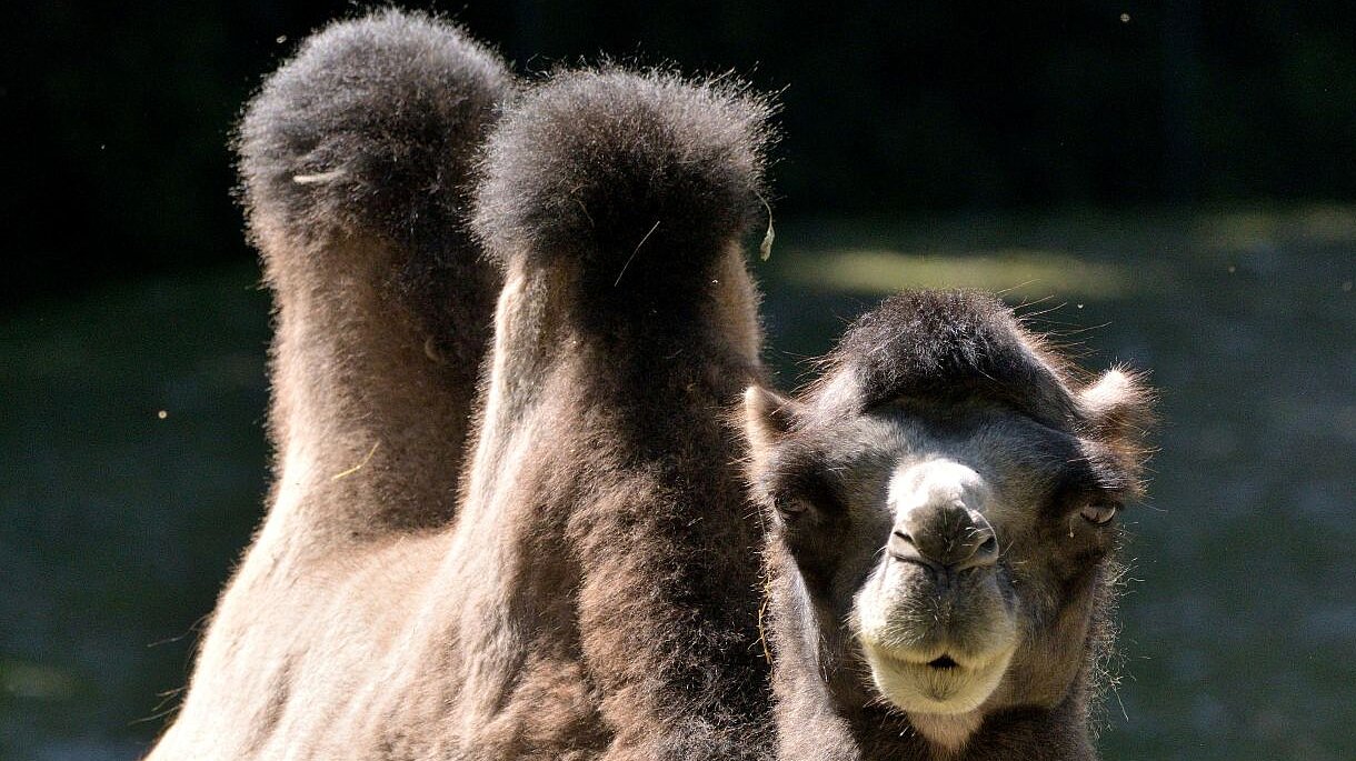 ein Trampeltier im Tierpark Hellabrunn