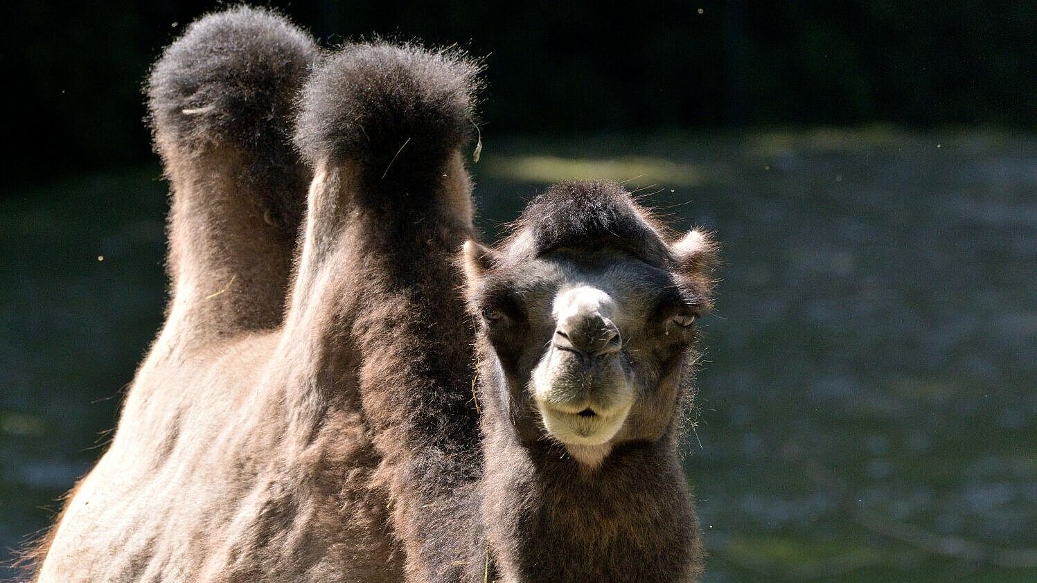 ein Trampeltier im Tierpark Hellabrunn