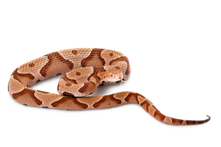 A copperhead at Hellabrunn Zoo.