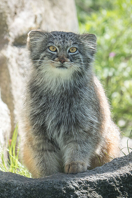 Ein Manul.