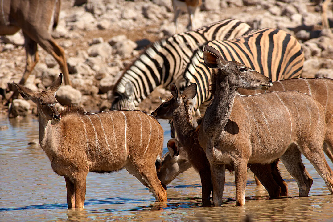 Einige Zebras und Kudus in einem Wassergraben in Afrika. 