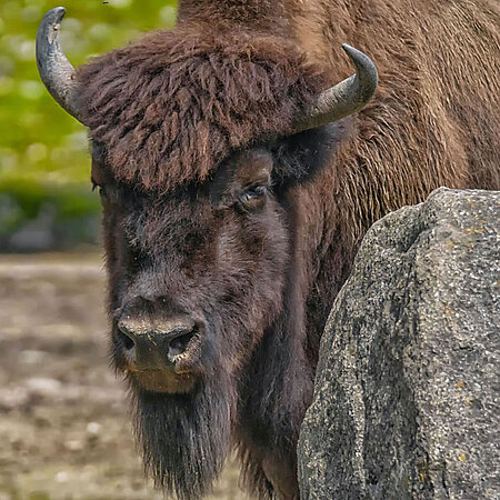 Auf dem Bild kann man ein Waldbison sehen, welches hinter einem Felsen hervorlugt. 