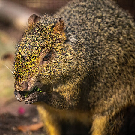 An Azara Aguti sits in front of the camera and eats something from his hand.