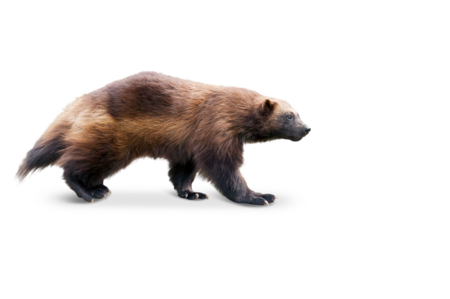 The picture shows a walking wolverine in profile.