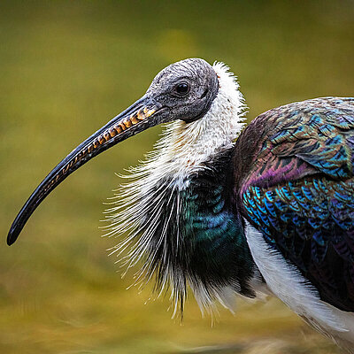 The picture shows a straw-necked halibis from the profile. The animal has a long beak and iridescent plumage. In the background is water.