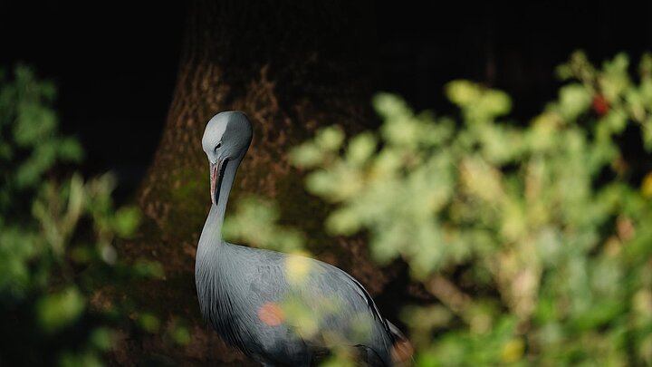 Paradieskranich stehend auf seiner Anlage im Tierpark Hellabrunn