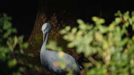 Paradieskranich stehend auf seiner Anlage im Tierpark Hellabrunn