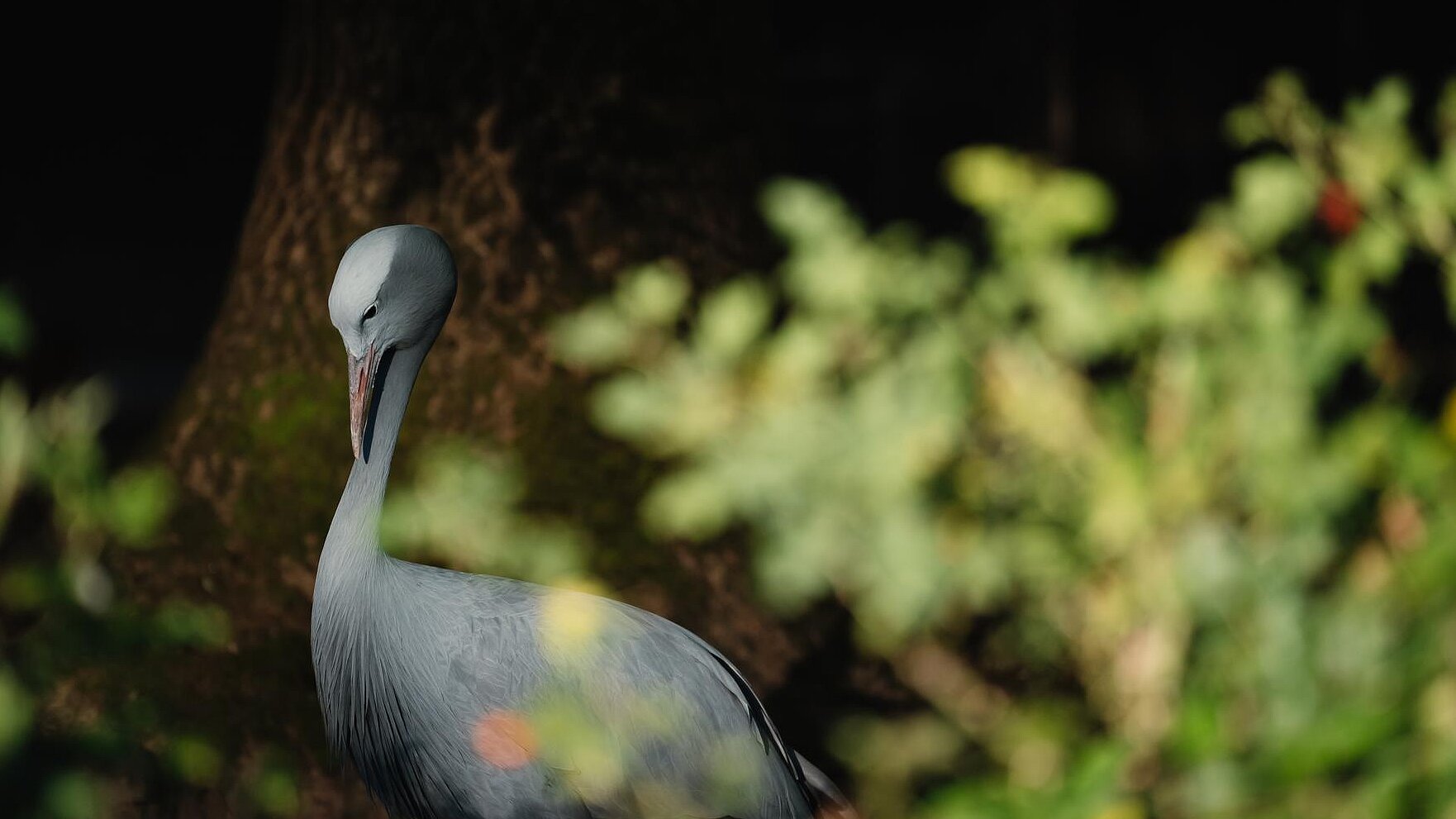 Paradieskranich stehend auf der Anlage im Tierpark Hellabrunn