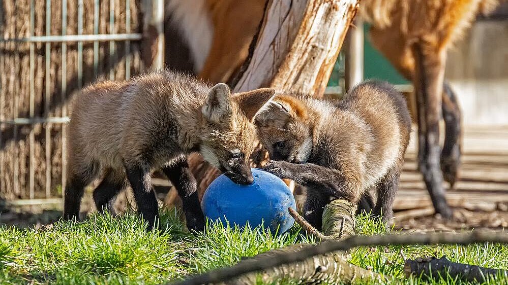zwei Mähnenwolf-Welpen im Tierpark Hellabrunn 