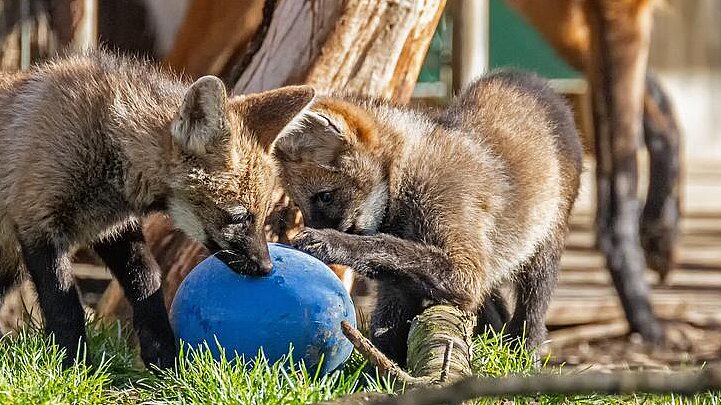 zwei Mähnenwolf-Welpen im Tierpark Hellabrunn 