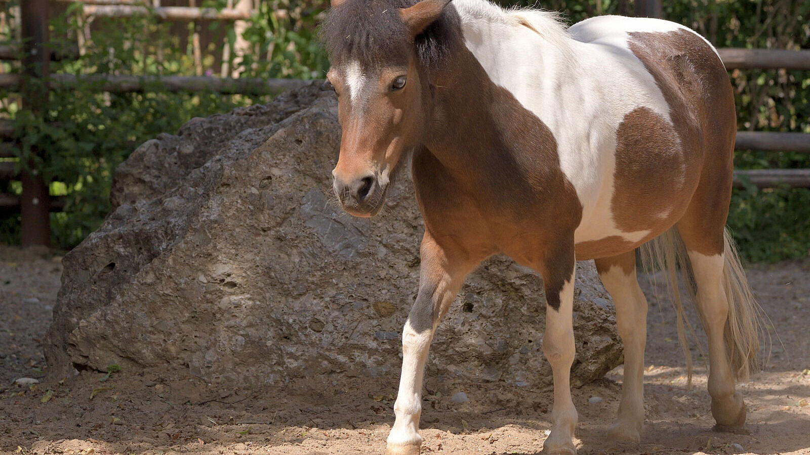 Shetland-Pony