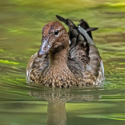 On the picture you can see a swimming maned duck in the zoo Hellabrunn.